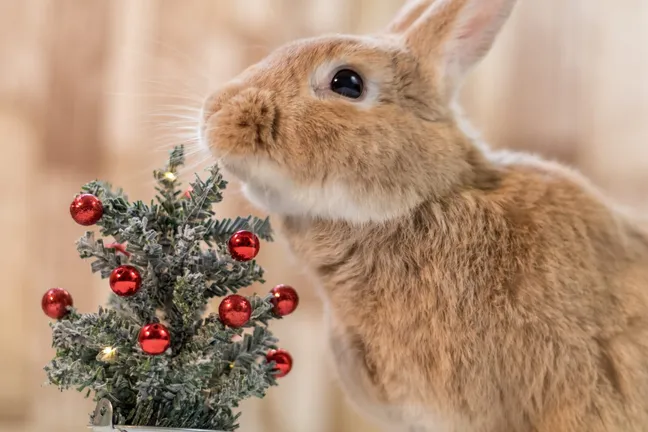 Rabbit sniffing a small Christmas tree