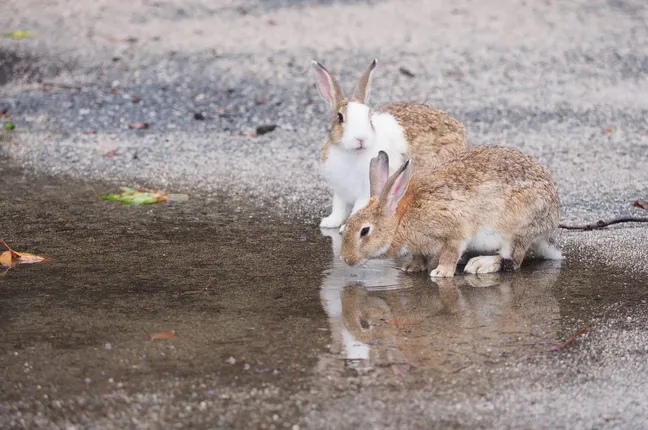 Rabbits drinking from a puddle outside
