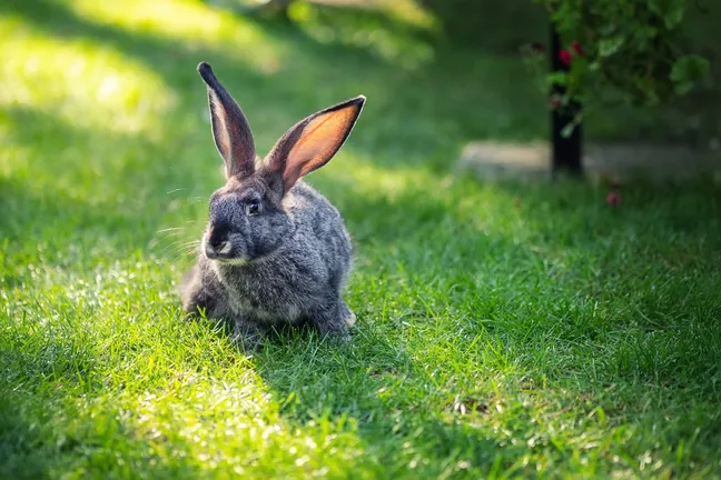 Rabbit sitting in a field