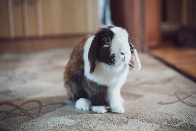 Rabbit sitting in a room