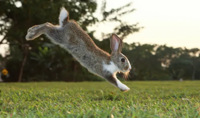 Rabbit running on a field