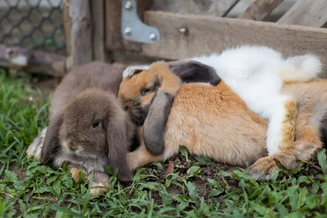 Group of rabbits sleeping on a field