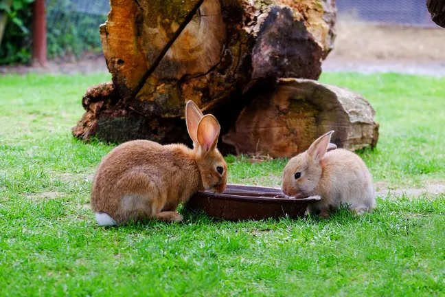 Two rabbits drinking water in a garden