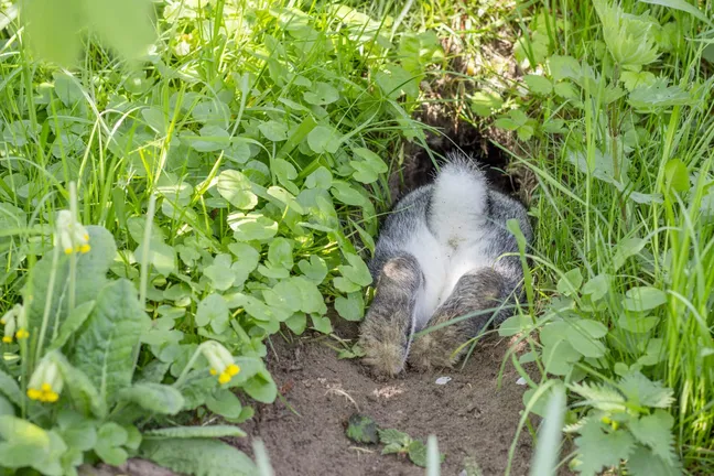 Rabbit going into a warren