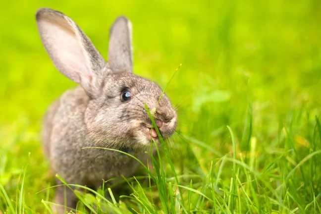 Rabbit eating grass
