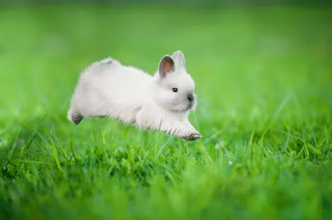 Little Siamese rabbit jumping in a field