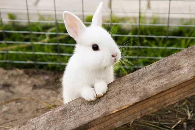 Rabbit standing on two feet