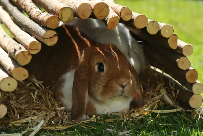 Rabbits outside in a little rabbit house
