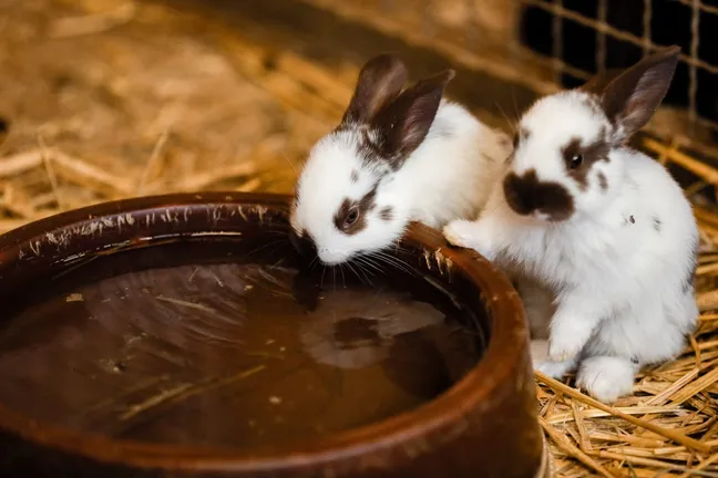 Two tiny rabbits drinking from a bowl