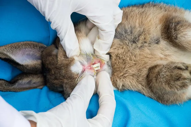 Rabbit having teeth examined by a vet