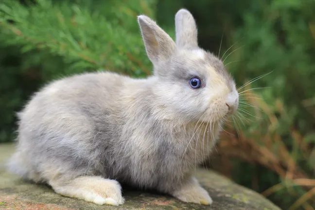 Grey rabbit with blue eyes on a rock