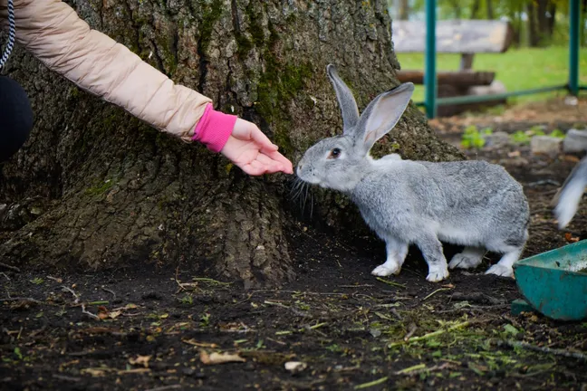 Rabbit sniffing the hand of a woman